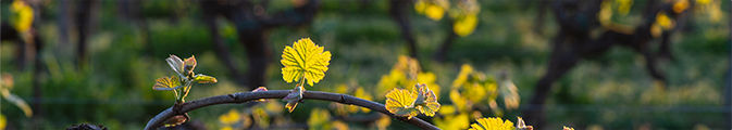 Branche de vigne