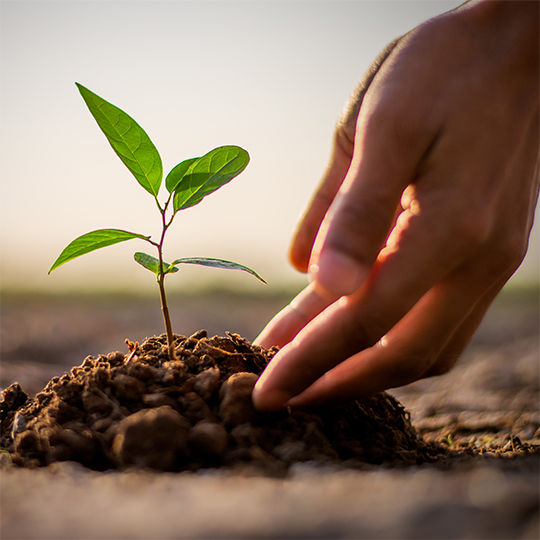 Planted baby tree