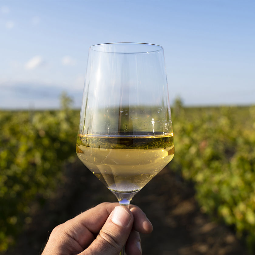 Copa de vino blanco en los viñedos