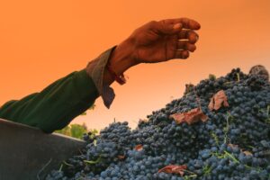 Wine harvest, Hand harvesting, wine sample bottles